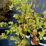 Čučoriedka kanadská (Vaccinium corymbosum) ´NORTHLAND´ - skorá 90-100 cm, kont. C18L - NA KMIENKU